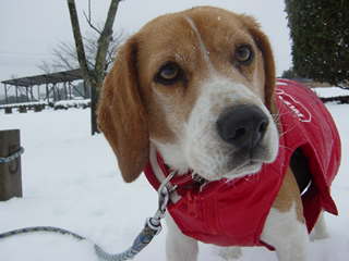 にぃちゃんの声が！