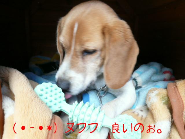 (・-・*) ヌフフ