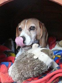 はりねずみ君ねんねだよ