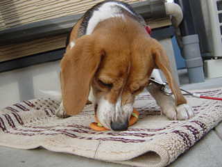 同じなのにねぇ