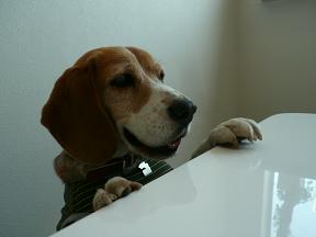 L(＠＾▽＾＠)」 ワーイ