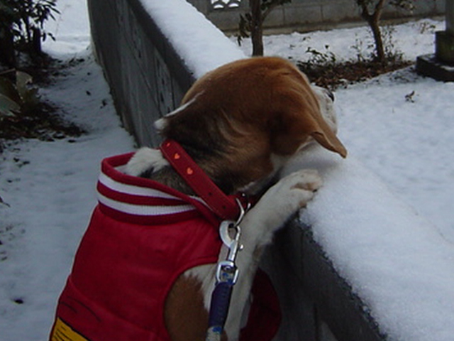 お散歩行きたいのに・・・