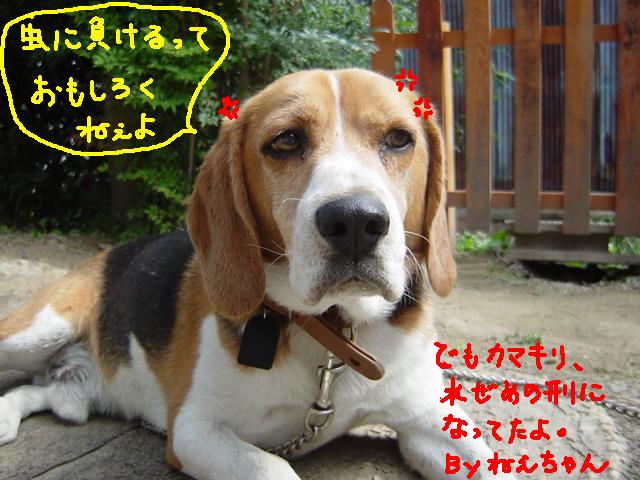 （Ｔ△Ｔ） そんなぁ…