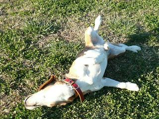 すりすり・ごろんごろん