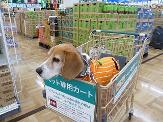 お菓子くれないから買いにきたよ！