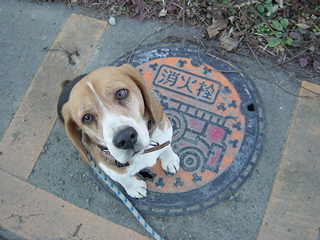 消防車のマンホール