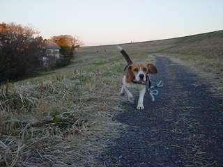犬が走れば・・・