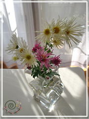 お隣様から頂いた菊