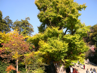 八幡宮大銀杏