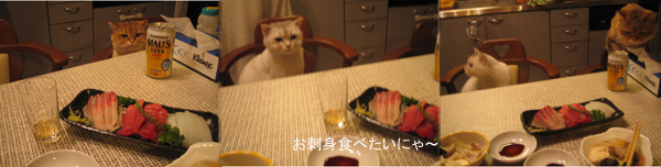 大好物のお刺身にソワソワ落ち着かないニャンズ