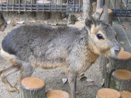 智光山公園5.18 032.jpg