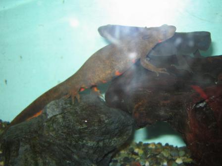 智光山公園5.18 014.jpg