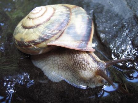 カタツムリ.jpg