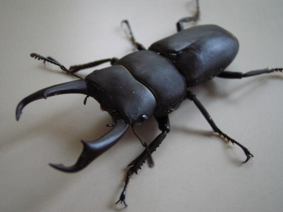 クワガタ 001.jpg
