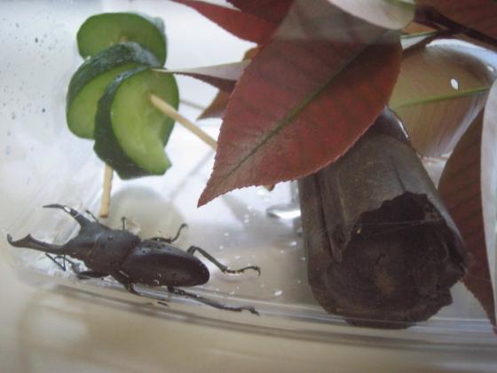 クワガタ 002.jpg