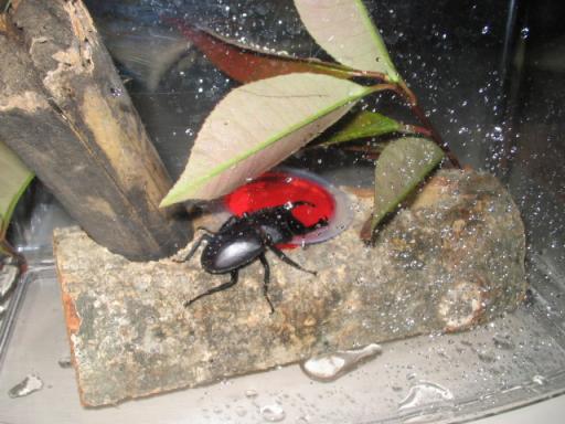 クワガタ 003.jpg