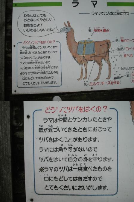 ラマ2.jpg