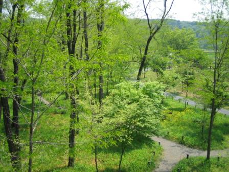 08.4.30巾着田～高麗 新緑.jpg