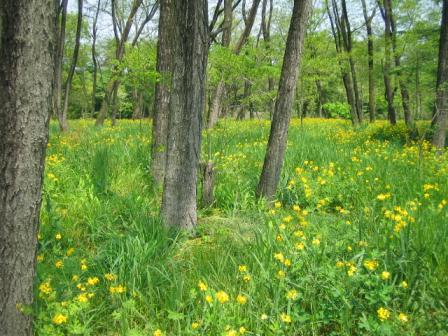 08.4.30巾着田～高麗 新緑と花.jpg