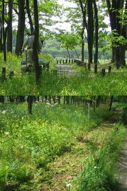 5.7巾着田～こま武蔵台～多峯主 009.jpg