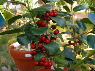 クリスマスホーリー