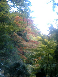 緑のが多いのは内緒ねｗ