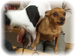 こゆむぎ家アイドル