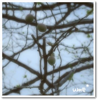 ume