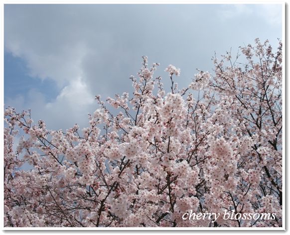 sakura