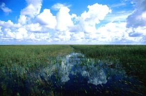 everglades02