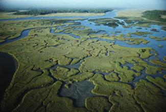 everglades