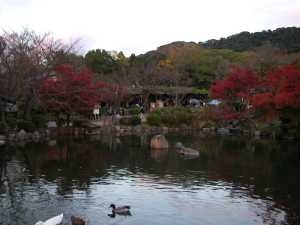 京都の紅葉