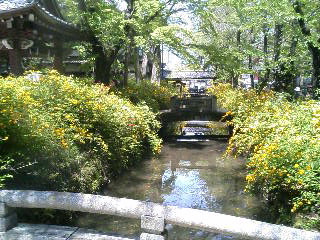 松尾大社山吹と橋正面