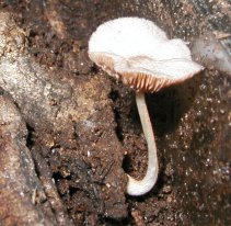 Mycena sp