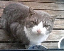 鯖吾郎でやんす