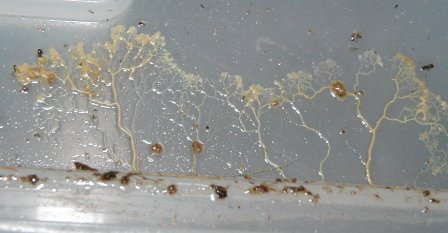 Myxomycetes