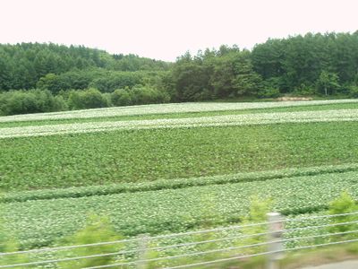 10706Hokkaido63.jpg