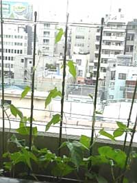 080619hana4.jpg