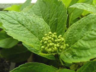 080510紫陽花.jpg