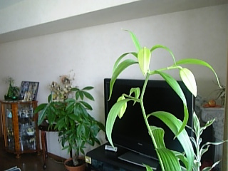 080606hana5.jpg