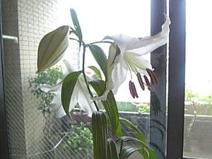 080619hana8.jpg