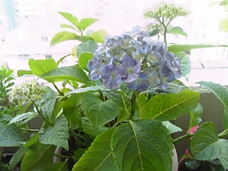 080606hana3.jpg