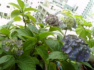 080615hana4.jpg