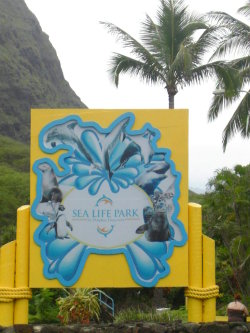 081104makapuu3.jpg