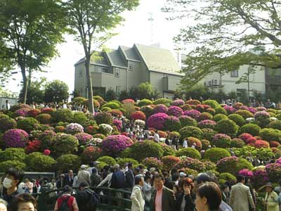 080427つつじ祭り4.jpg