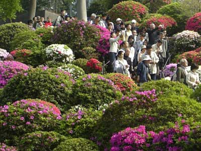 080427つつじ祭り5.jpg