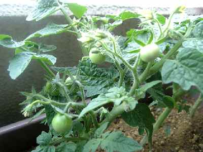080715tomato.jpg