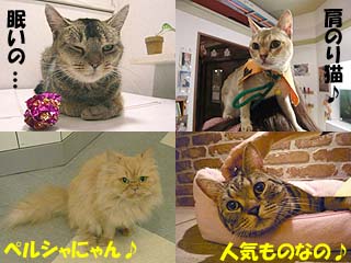 キャッツリビンの猫達08101202