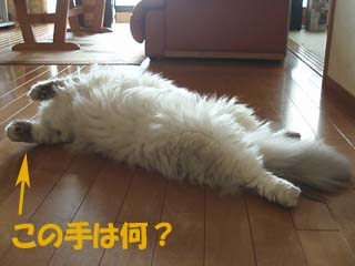 ユズ06072902