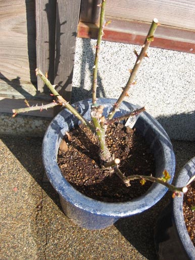 100-0028_IMG.jpg鉢植え.jpg